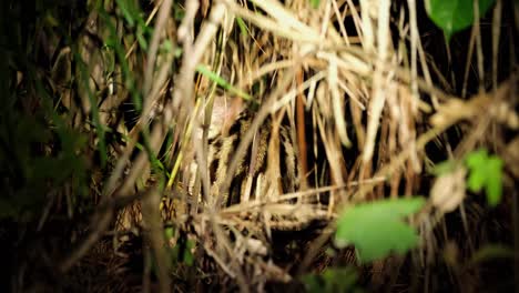 Seen-deep-in-dried-grass-in-the-forest-scratching-and-well-hidden-as-revealed-by-a-flashlight