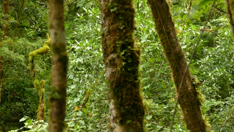 Los-árboles-Se-Mantienen-Altos-Mientras-Otros-Construyen-La-Espesa-Jungla-En-El-Fondo