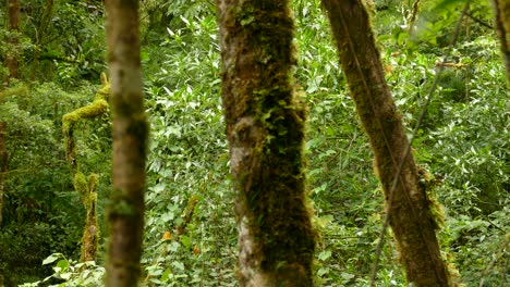trees stand tall while others build the thick jungle in the background