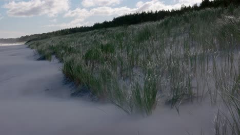 strong wind moving the green grass back and forth on the dunes on a cloudy day