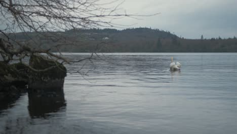 lone swan on lake near island shoreline