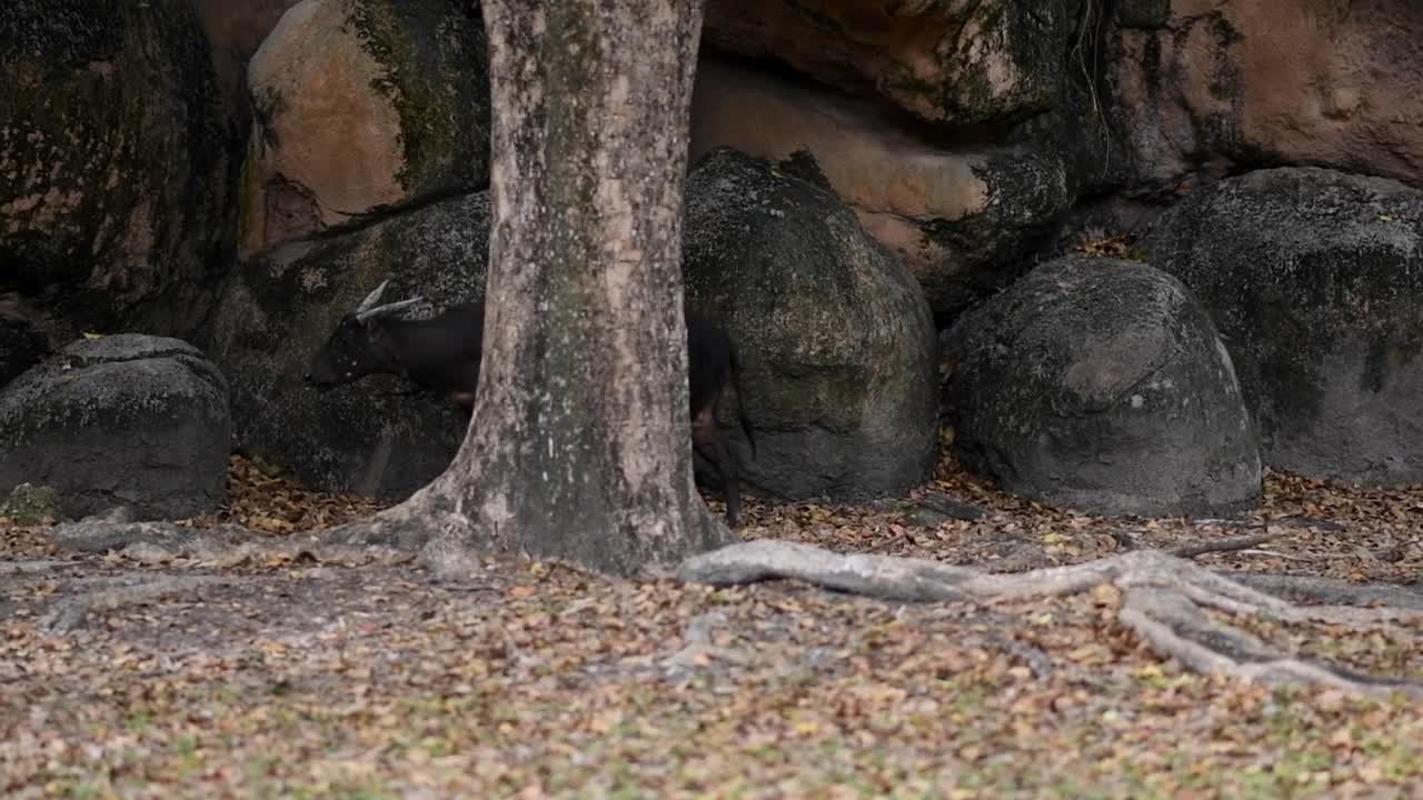 インドネシアのバリ島ギャニャールにあるバリサファリ・マリンパークで、岩場の生息地を歩くアノアをシネマティックにクローズアップした動画。絶滅危惧種のドワーフバッファローが、石や枯れ葉の間を落ち着いて移動しています。