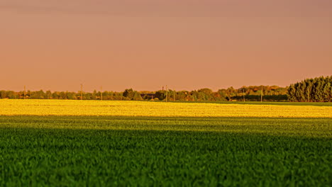 Timelapse-video-of-dark-clouds-moving-causing-a-shadow-over-the-young-green-field-of-wheat