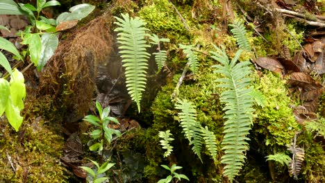 diverse vegetation in the forest of costa rica