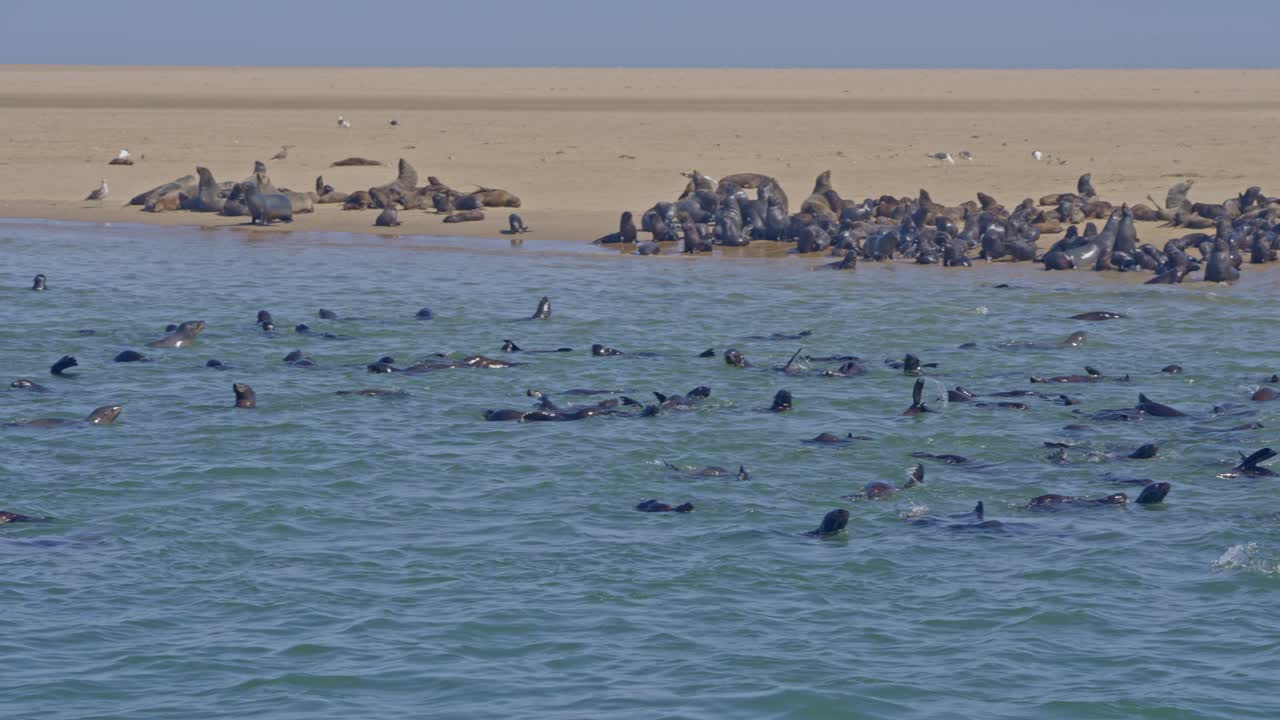 A colony of Cape fur seal (Arctocephalus pusillus), at Walvis Bay Namibia, some resting on the shore and others swimming and diving in the sea
