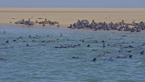 a colony of cape fur seal (arctocephalus pusillus), at walvis bay namibia, some resting on the shore and others swimming and diving in the sea