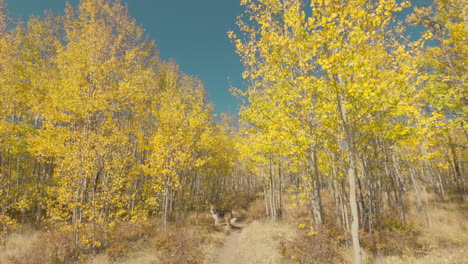 árboles-De-álamo-Temblón-Que-Cambian-De-Color-En-El-Otoño