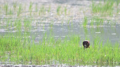 Pájaros-Ibis-Brillantes-Alimentándose-Al-Lado-Del-Lago