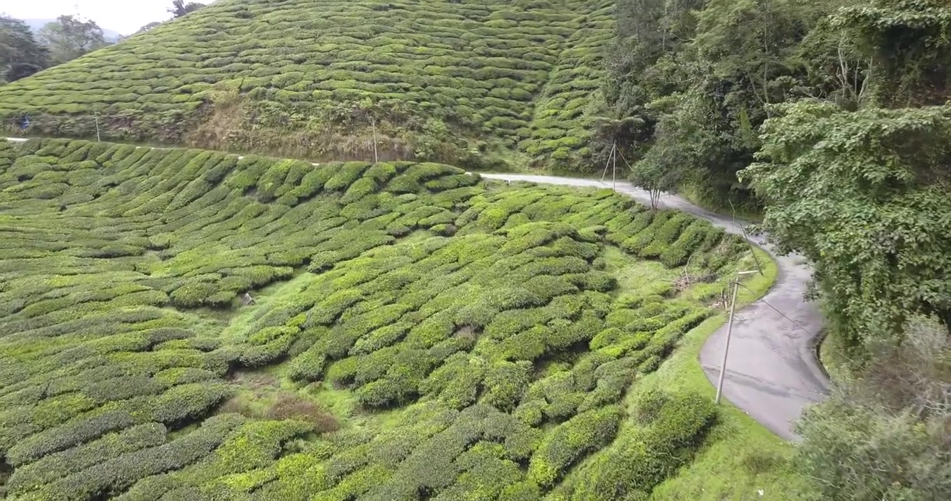 RIPRESE DRONE 4K: GUIDA IN MOTO NELLE PIANTAGIONI DI TÈ DI CAMERON HIGHLANDS.