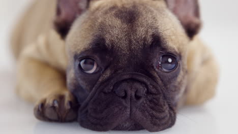 cute pet french bulldog puppy