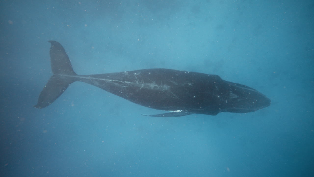 Top down view of Humpback whale sitting at sandy bottom of ocean