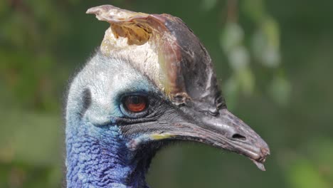 southern cassowary (casuarius casuarius), also known as double-wattled cassowary, australian cassowary, found in indonesia, papua new guinea, and northeastern australia.