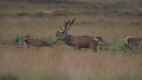 close up shot of a large male red deer with his harem of doe in a brown grassy field calling out and keeping watch while the other deer graze