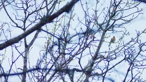 a red breasted bird is singing from a tree in winter