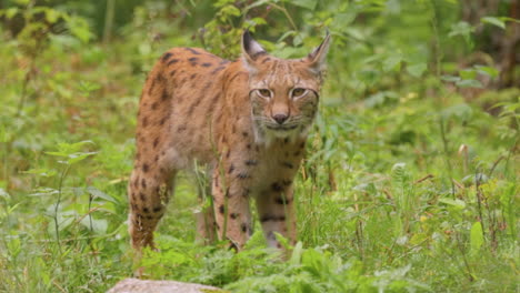 El-Lince-Euroasiático-(lynx-Lynx)-En-El-Bosque.