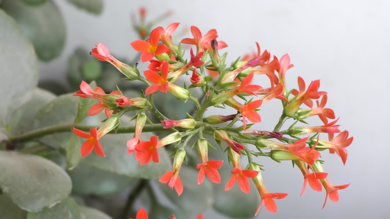 близкие маленькие красные цветы на зеленых растениях качаются с ветром