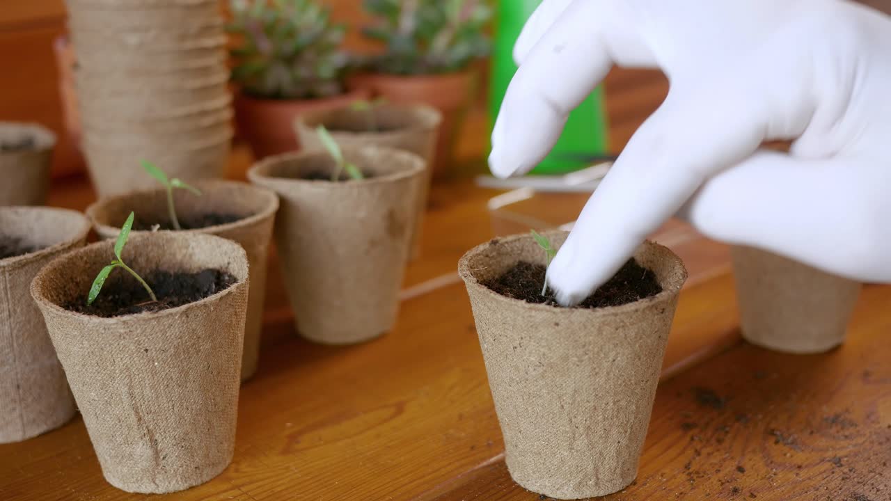Um homem planta mudas germinadas em vasos de papel com terra.