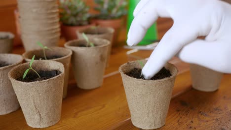 a man plants sprouted sprouts in paper pots with earth.