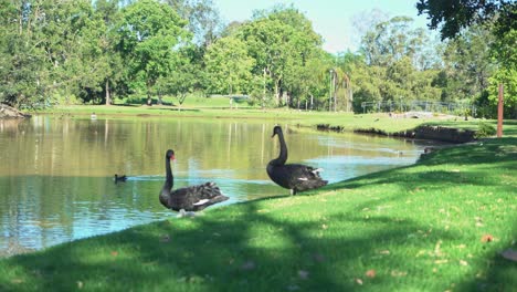 static shot of two swans looking at each other in a green tropical luscious garden with trees with birds all around