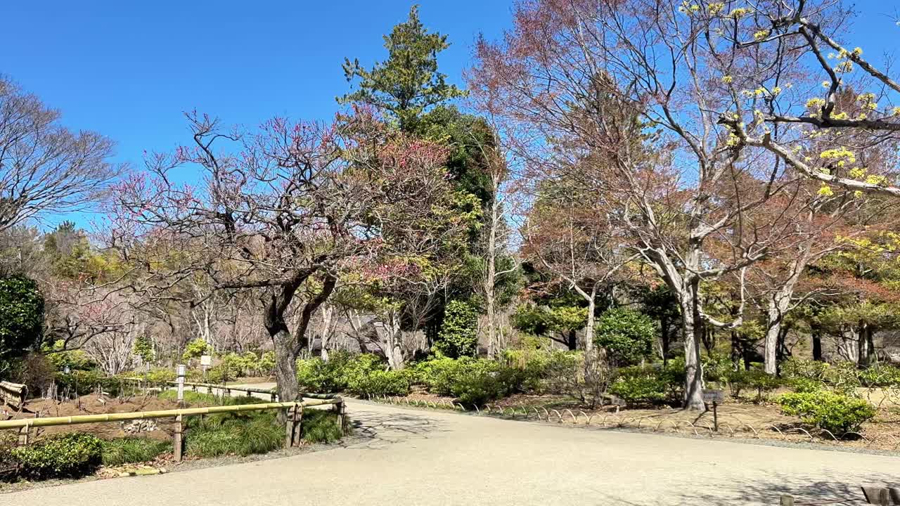 Mavi gökyüzü ve erken ilkbahar atmosferiyle huzurlu Japon bahçesi