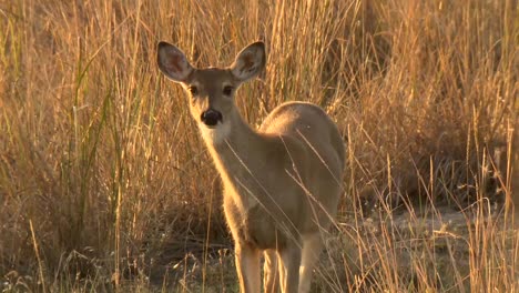 Female-White-Tailed-Deer-in-Grassland