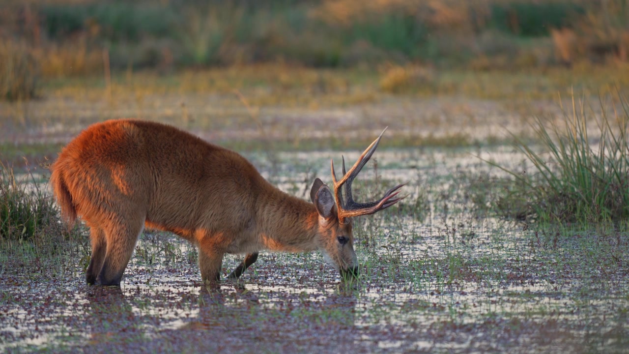 Cervo delle paludi maschio guada attraverso una palude allagata, brucando piante acquatiche nella calda luce del tramonto.