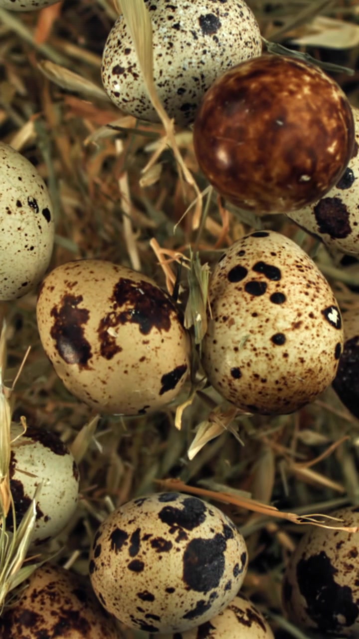 Close-up of Speckled Quail Eggs Falling on Hay