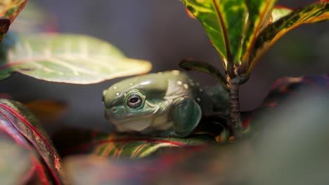 close up frog on jungle plant