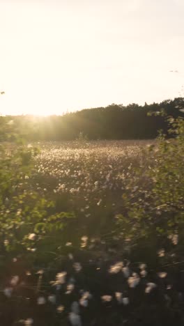 sunset over a field of cottonwood plants