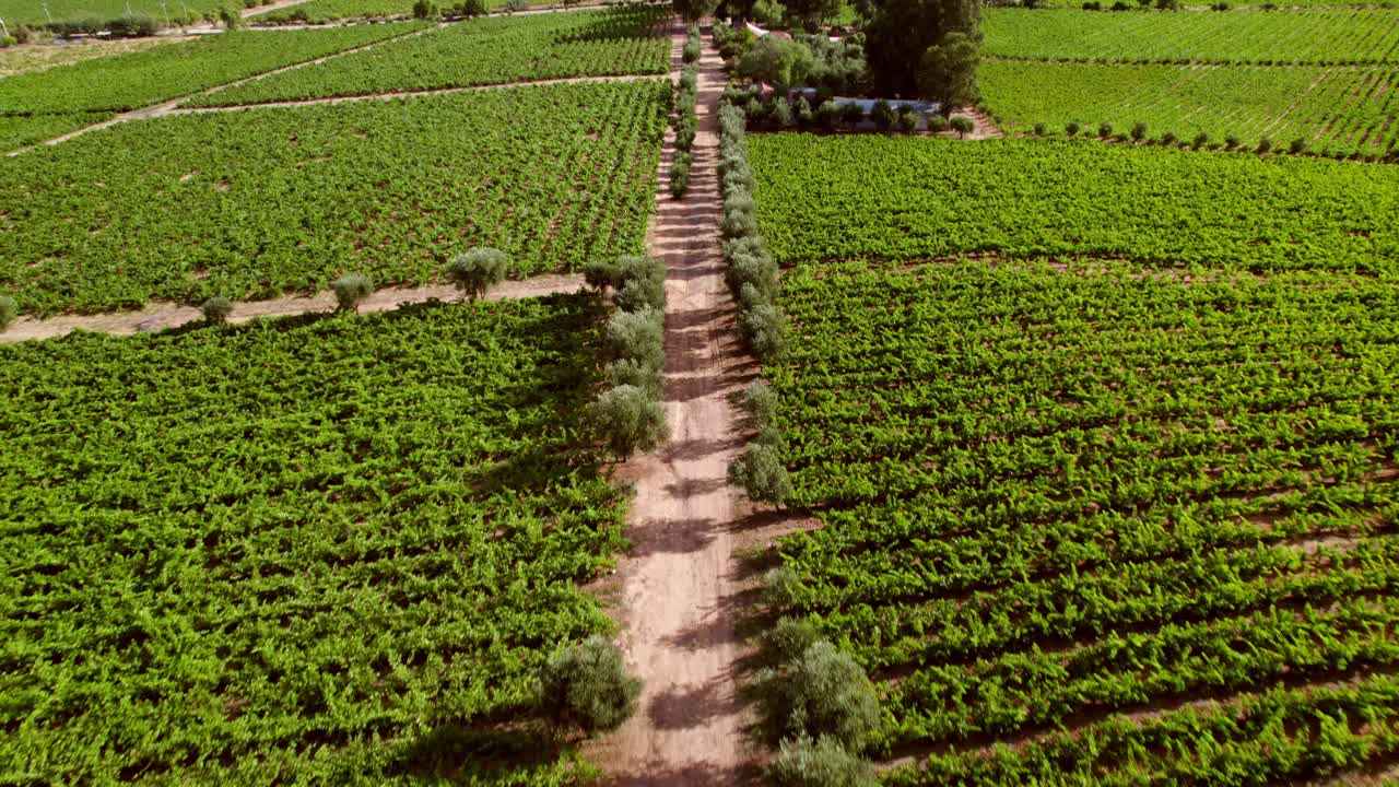 Dirt Road Between Olive Trees With Vineyards On The Sides In Maule Valley, Chile