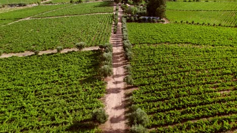 Camino-De-Tierra-Entre-Olivos-Con-Viñedos-A-Los-Lados-En-El-Valle-Del-Maule,-Chile