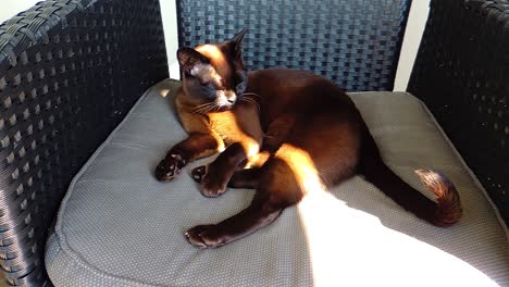 gatito gato perezoso duerme en una silla en el balcón a la luz del sol