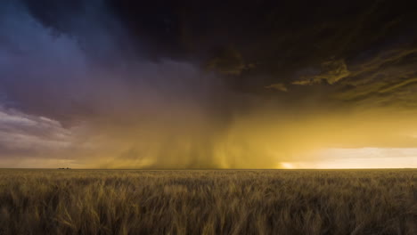 dramatic lightning storm over a wheat field