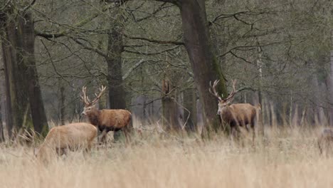 Two-male-deer-with-large-antlers-walk-along-the-edge-of-the-forest