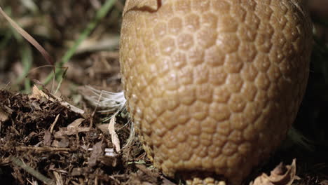 Armadillo-digging-hole-in-forest---close-up-from-behind