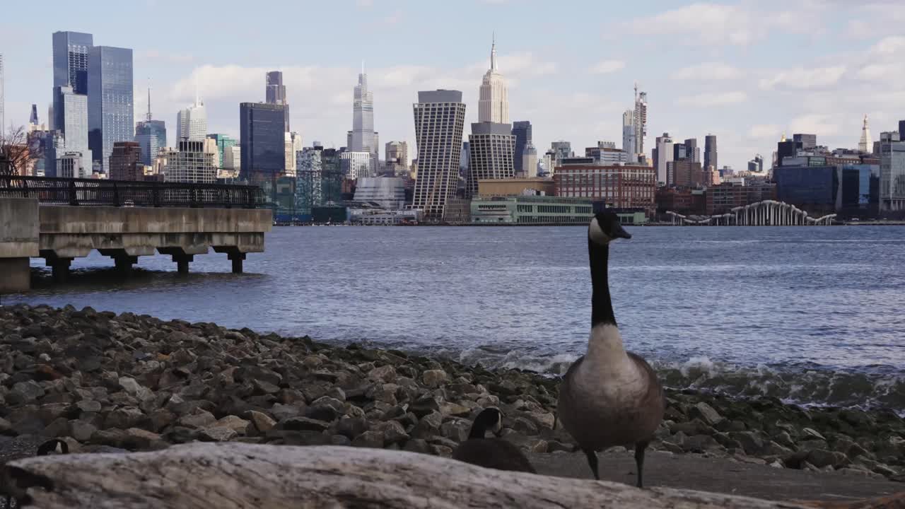 Geese by the River with City Skyline