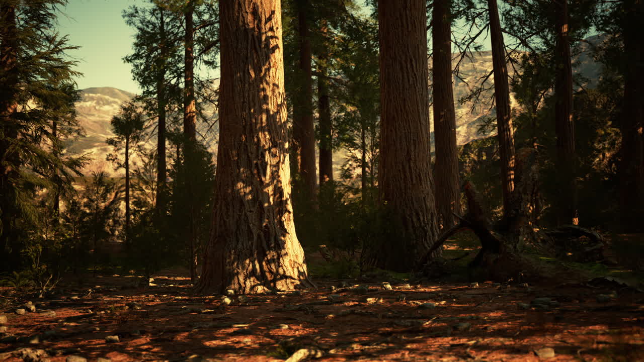 Foresta di Sequoie Giganti del Parco Nazionale di Sequoia nelle Montagne della California