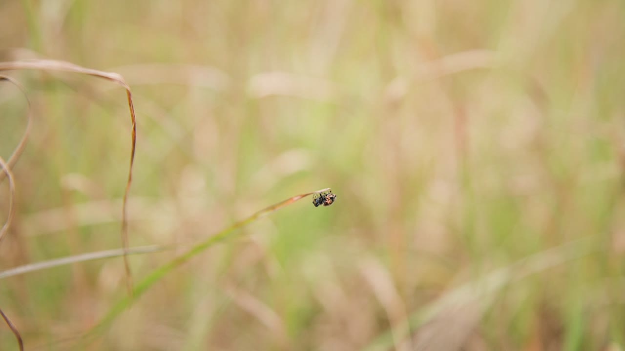Small black spider clinging to a blade of long grass bouncing in the wind.