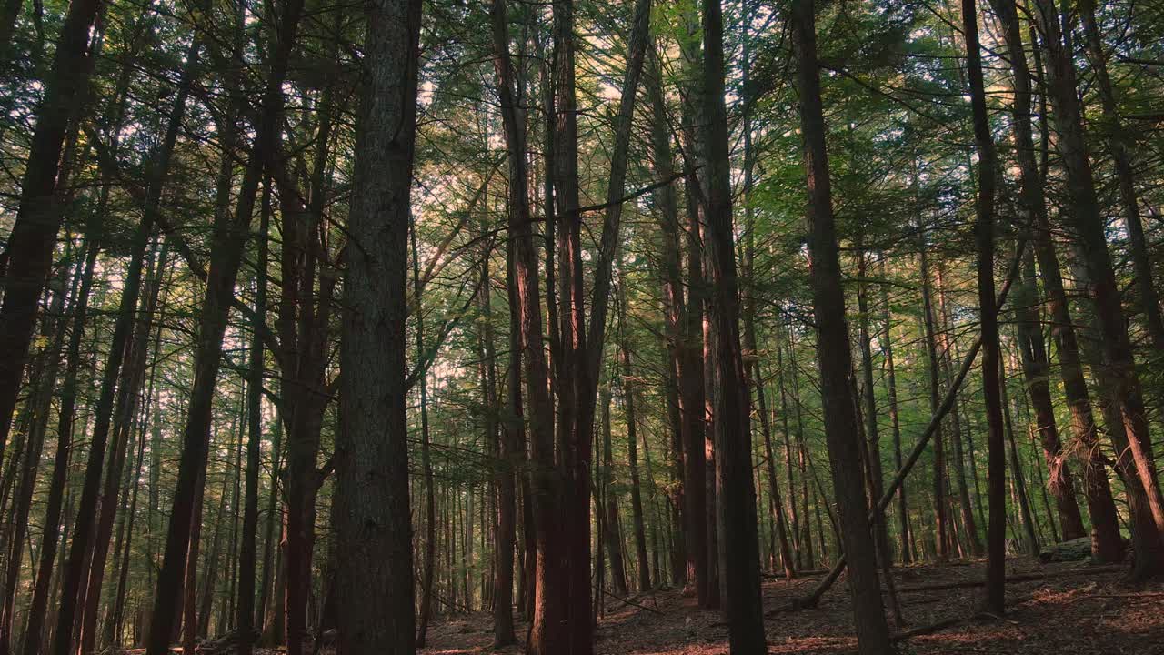 hermosa luz dorada durante una puesta de sol de verano en un bosque mágico