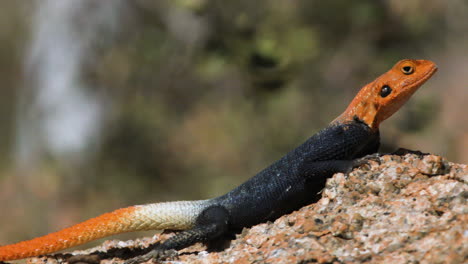 namib rock agama basking in the sun on a small rock, side view close-up shot