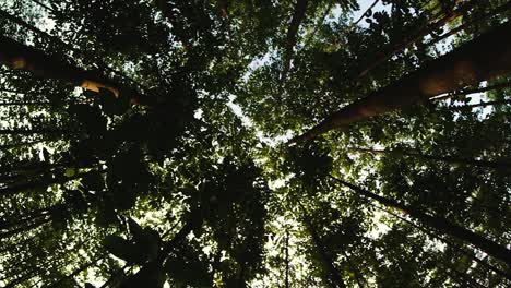 girando bajo la sombra de un árbol boca arriba