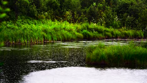 Sprinkled-rain-drops-fall-on-a-forest-pond,-lined-with-lush-green-growth-in-upstate-New-York