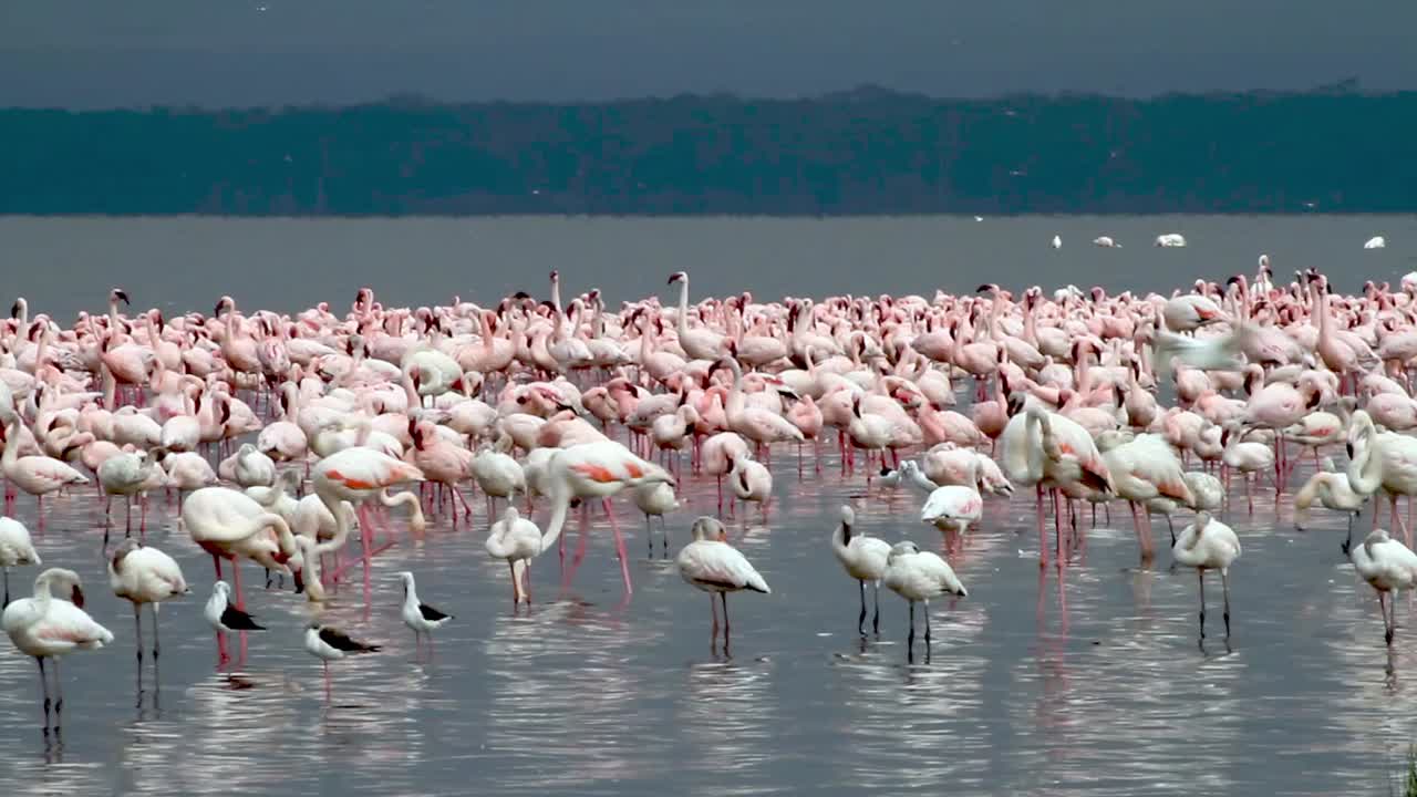Flamingo at Lake Nakuru in Kenya.