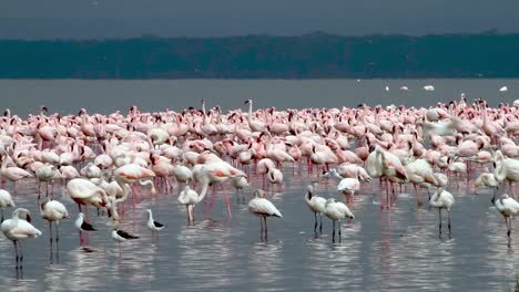 flamingo at lake nakuru in kenya.