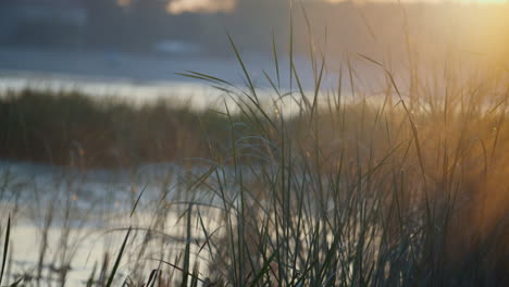 closeup reed stems illuminated soft sunrise. calm autumn morning on park lake.