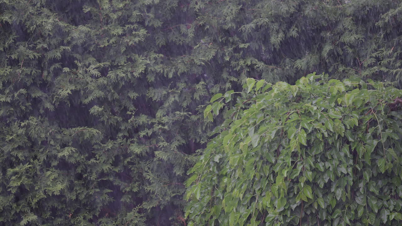 Rain falling on lush green trees, creating a calm and serene ambiance