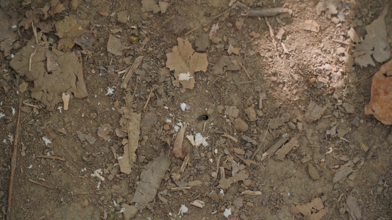 Nahaufnahme einer Hand, die wiederholt trockene Erde mit Blättern und Schmutz aufwühlt und dabei kleine dunkle Insekten enthüllt. Die Szene zeigt eine detaillierte Bodenstruktur bei natürlichem Licht mit durchgängigem Fokus.