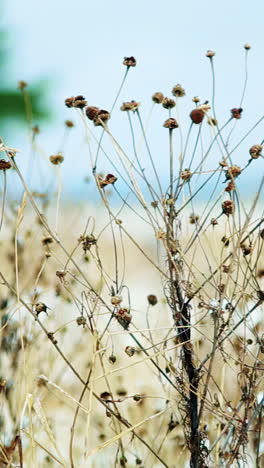 dried flowers in a field