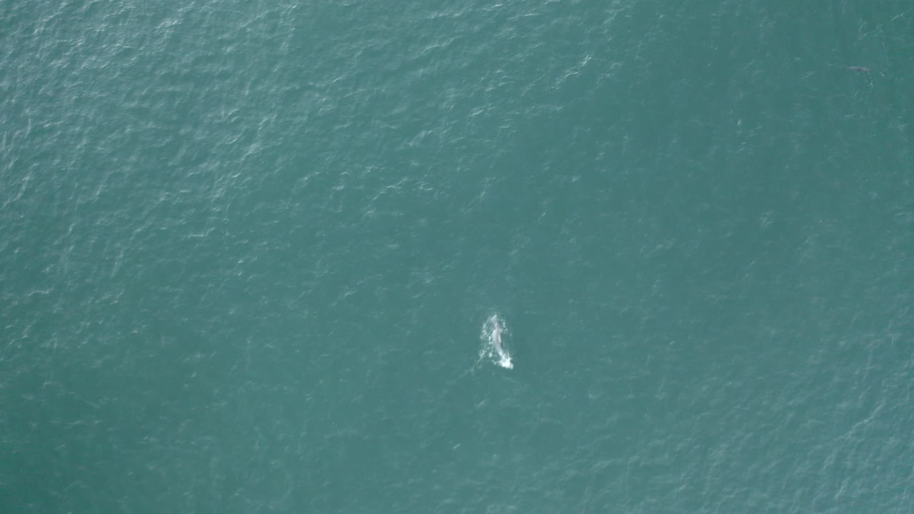 4k Drone shot of a dolphin swimming in the blue ocean sea at Yamba, Australia