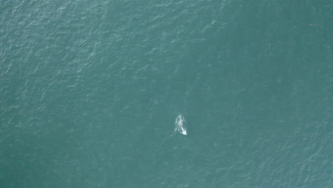 4k drone shot of a dolphin swimming in the blue ocean sea at yamba, australia
